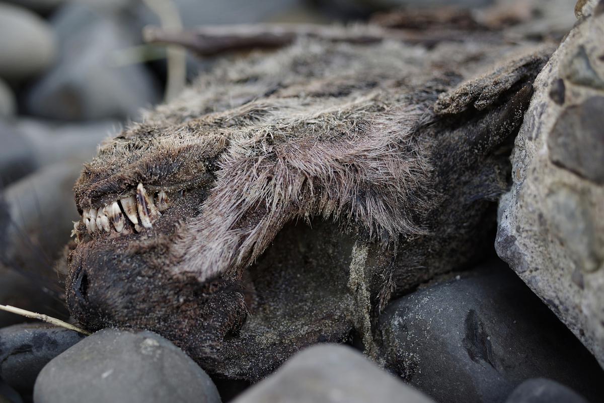 found northern fur seal. oregon coast