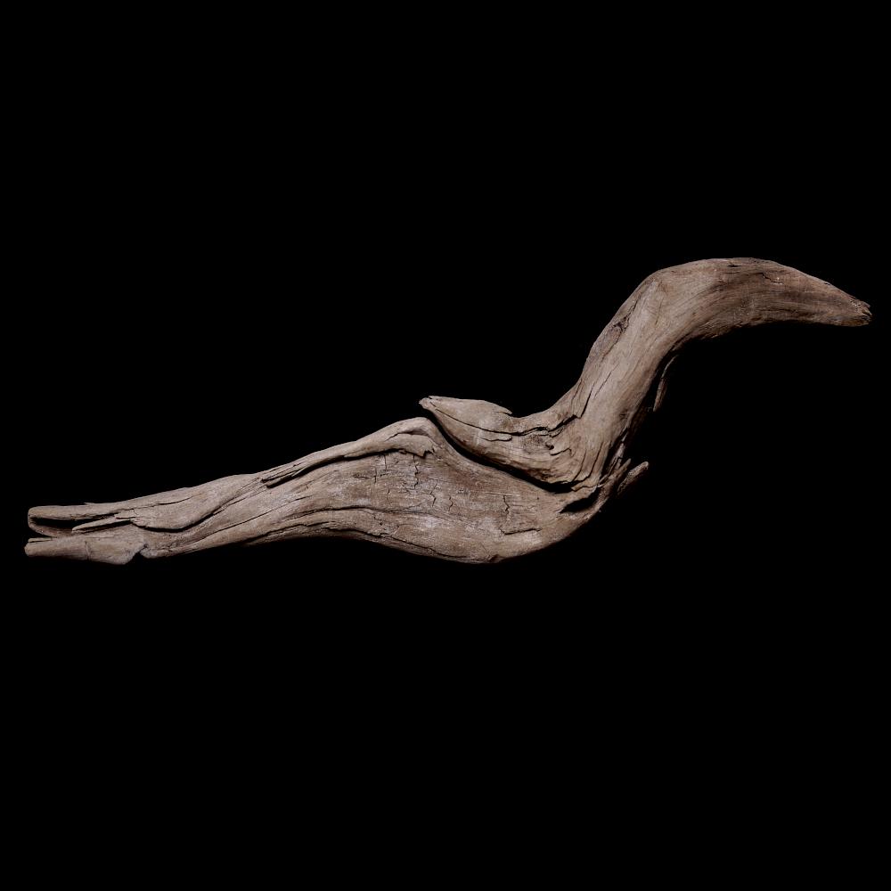 found driftwood #8 (seabird)