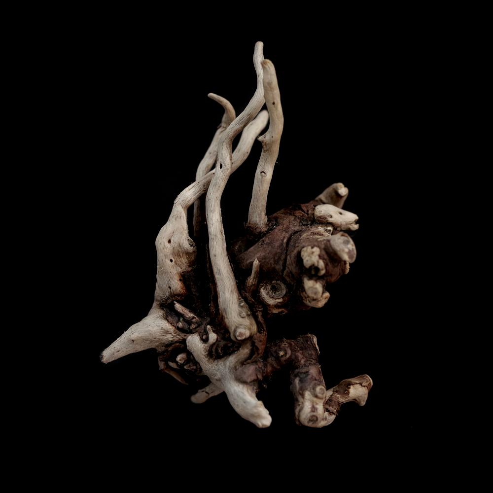 found driftwood #6