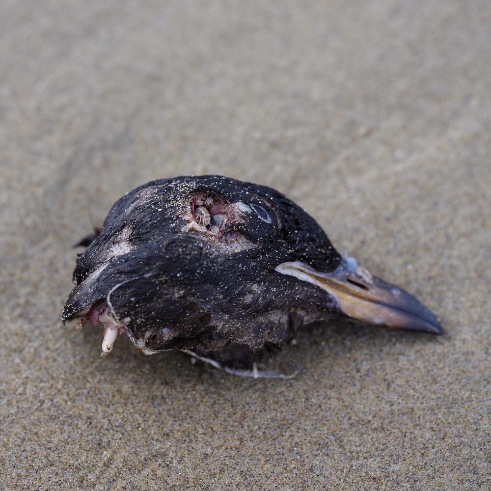 found rhinoceros auklet head